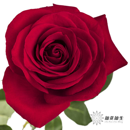 单头玫瑰 | 卡罗拉 商品图0