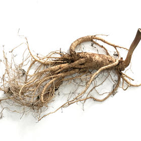 白露泡酒，幸福健康长长久久~