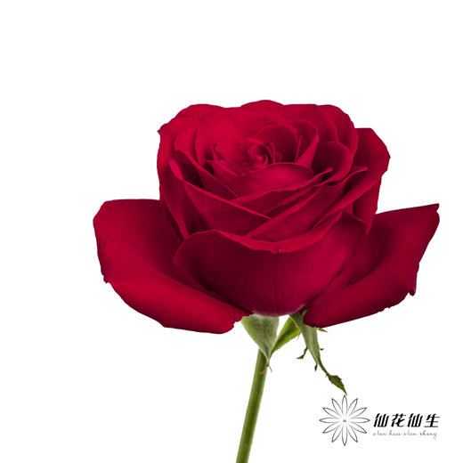 单头玫瑰 | 卡罗拉 商品图6