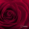 单头玫瑰 | 卡罗拉 商品缩略图7
