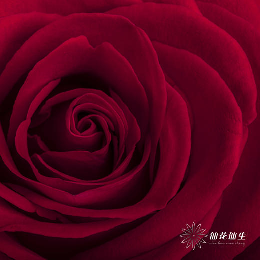 单头玫瑰 | 卡罗拉 商品图7