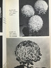 菊花栽培与鉴赏图集 约80幅插图 精装大32开 商品缩略图13