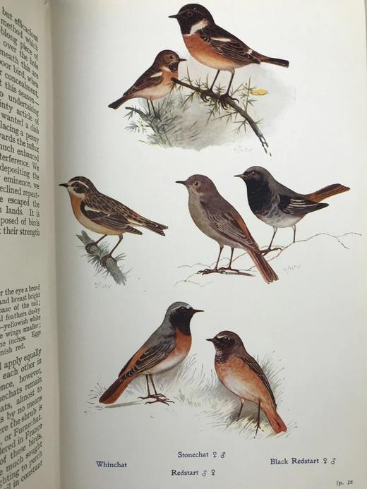 1921年 英国野外鸟类图鉴 64页256幅彩色插图 漆布精装大32开 封面书脊烫金压花 商品图7