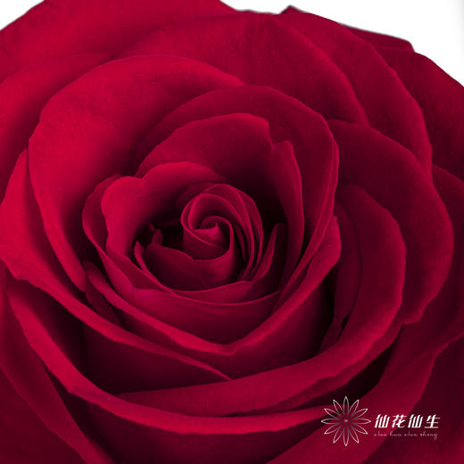 单头玫瑰 | 卡罗拉 商品图2