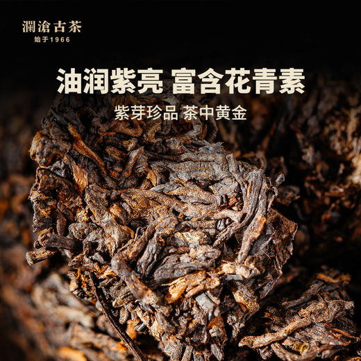 澜沧古茶2019年紫龙瑞贡金瓜熟茶紫芽古树普洱茶熟普500g云南茶叶 商品图1