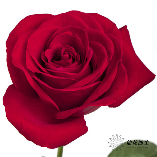 单头玫瑰 | 卡罗拉 商品图1