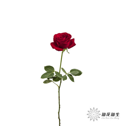 单头玫瑰 | 卡罗拉 商品图4