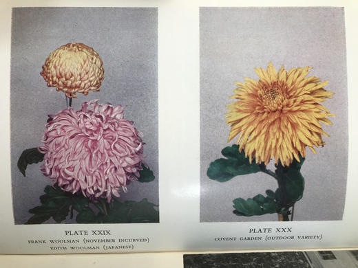 菊花栽培与鉴赏图集 约80幅插图 精装大32开 商品图5