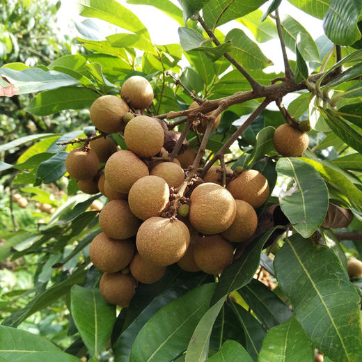 高州6A级桂圆肉  取材自然 果实饱满  肉质爽脆 商品图2