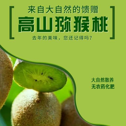 自然散养野生无农药水果之王猕猴桃【9斤】 商品图1