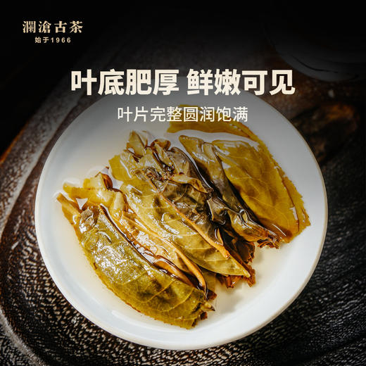 澜沧古茶2019年景迈春香普洱茶生茶云南七子饼茶叶古树老树357g 商品图2