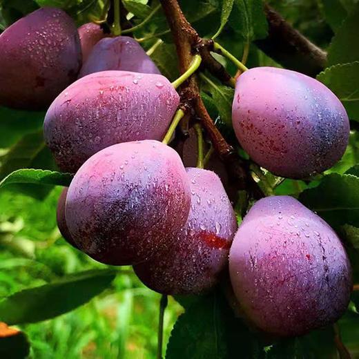 法兰西梅 商品图3