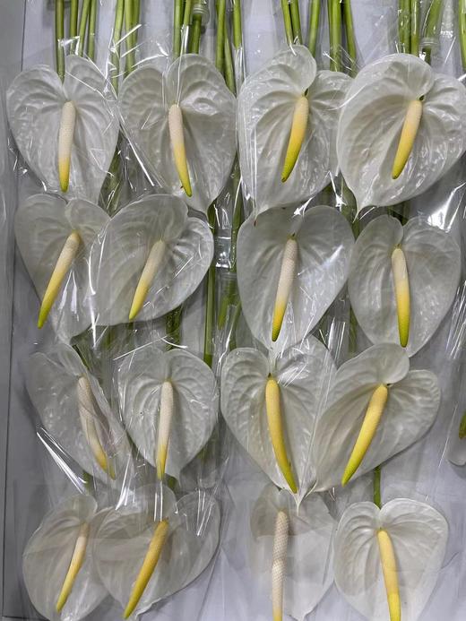 【绿光彩掌】天使  纯白掌 商品图3