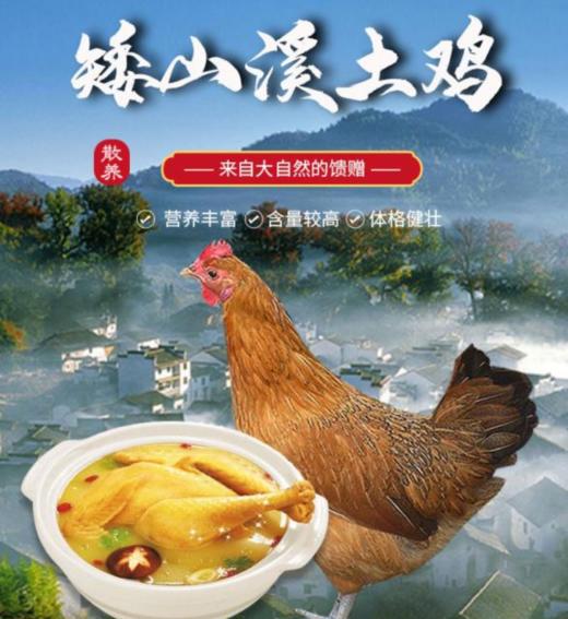 【秒杀】散养矮山溪土鸡（绿色食品）2.2斤左右/只 商品图0