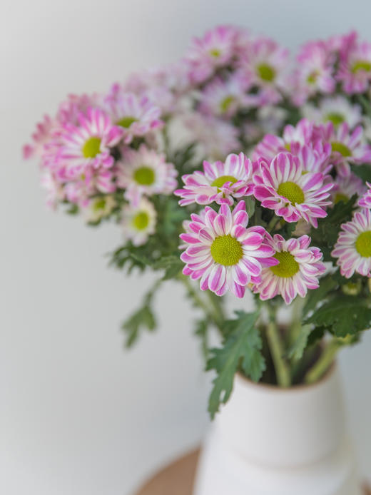 小雏菊合辑【沿着星河轨道，踏遍人间春秋】简小姐精选小雏菊 2件包邮 下单5天发货 商品图7