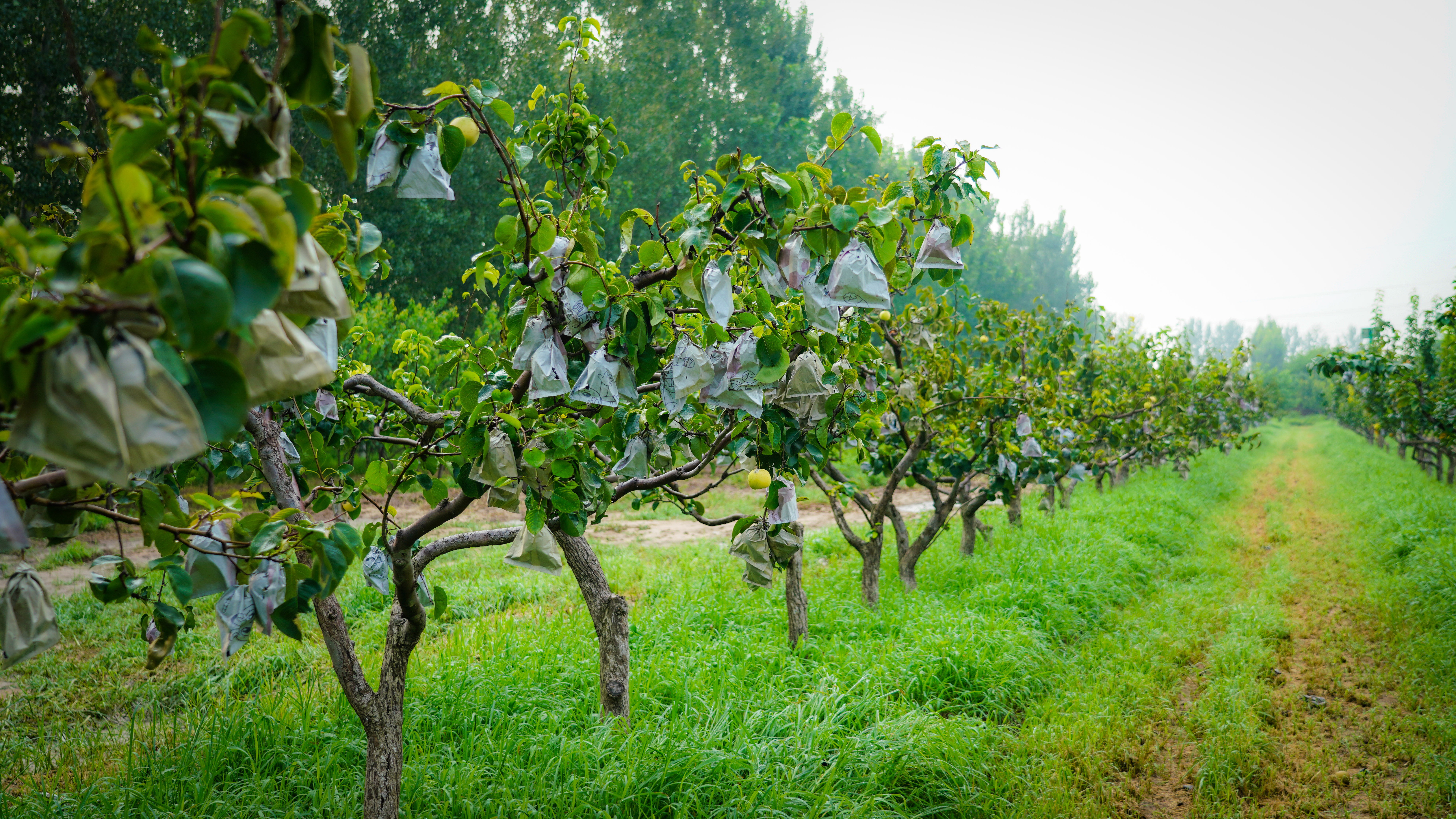 年的了解,掌柜的石嫣决定租下距离顺义柳庄户基地三公里远的果园
