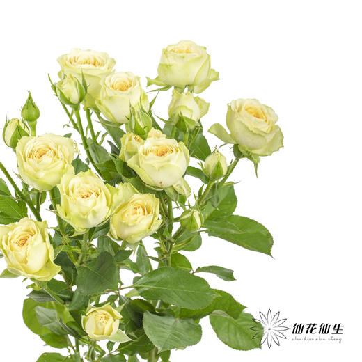 多头玫瑰 | 牛油果 商品图6