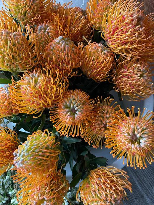 【南非花材】针垫/烟花菊  橙色  单枝 商品图5