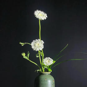 配花-翠珠花-白色