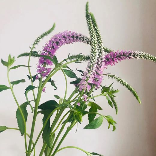 配花-鼠尾草-粉色 商品图0