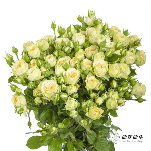 多头玫瑰 | 牛油果 商品图5