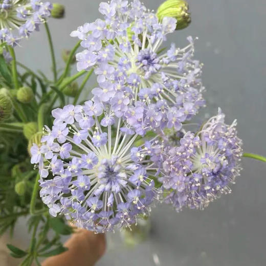 配花-翠珠花-紫色 商品图1