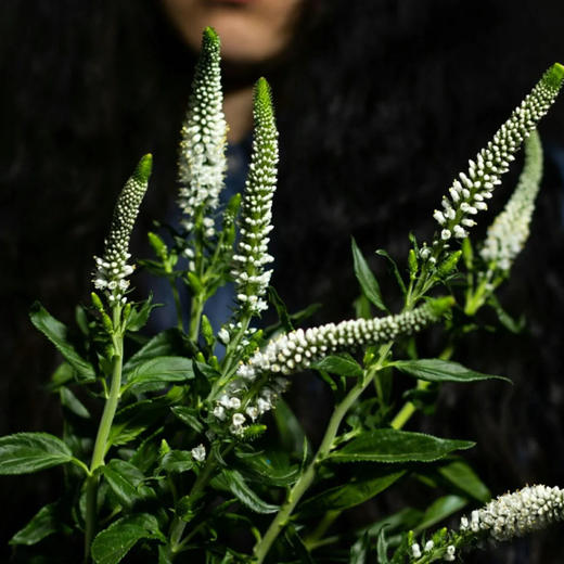 配花-鼠尾草-白色 商品图0