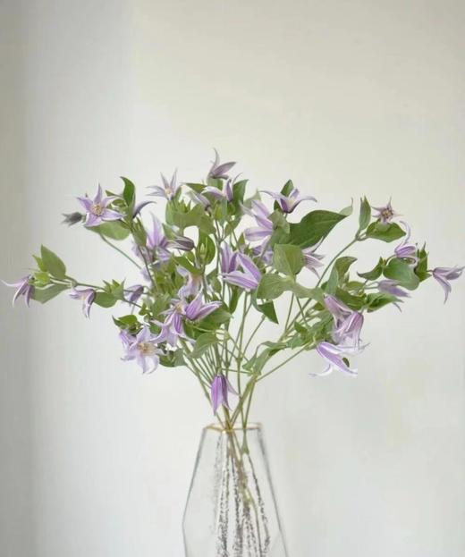 【星河】进口铁线莲  紫色  5枝/扎 商品图7