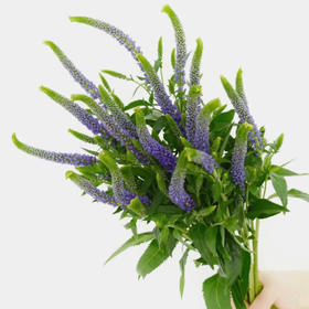 配花-鼠尾草-紫色