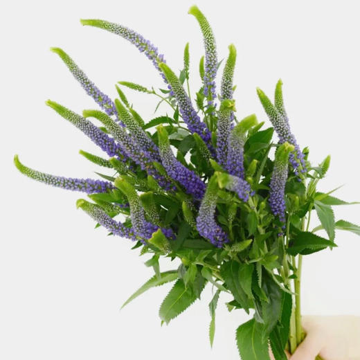 配花-鼠尾草-紫色 商品图0