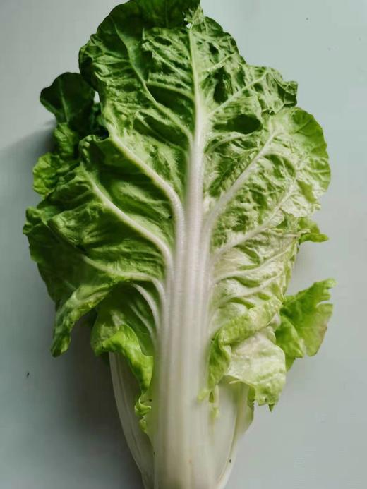 抢购价2元斤新鲜奶白菜