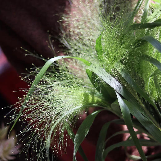 配叶-喷泉草 商品图2