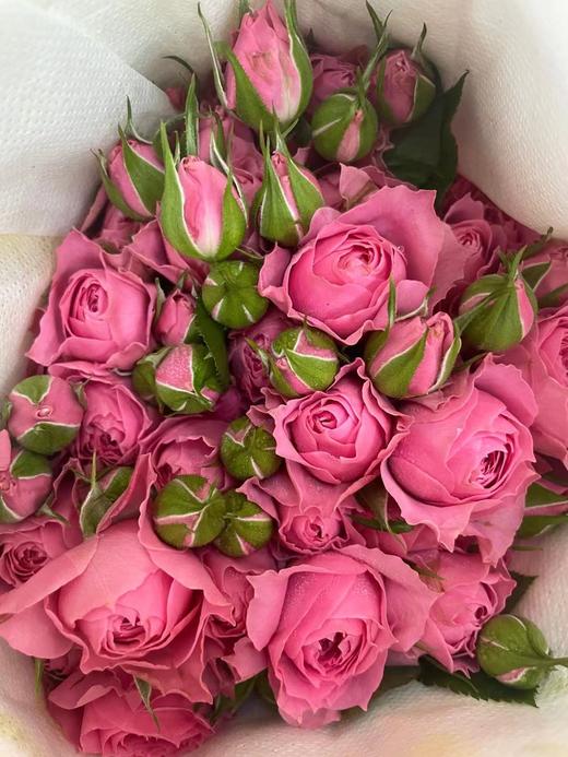 【秒杀福利】南粤推荐 -多头苏菲宝贝 10枝 商品图4