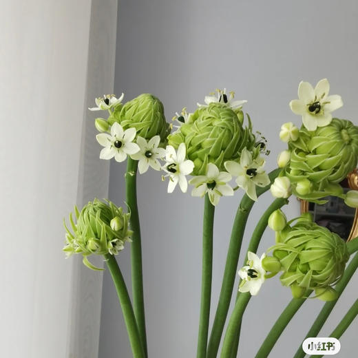 配花-天鹅绒-10支/扎 商品图0