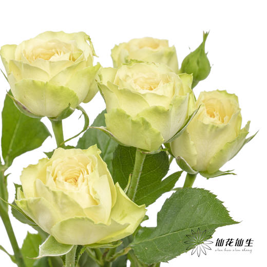 多头玫瑰 | 牛油果 商品图7