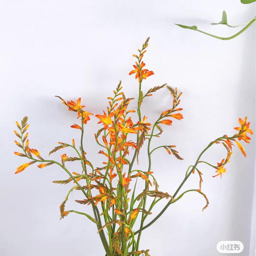 配花-火焰兰 商品图0