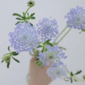 配花-翠珠花-紫色