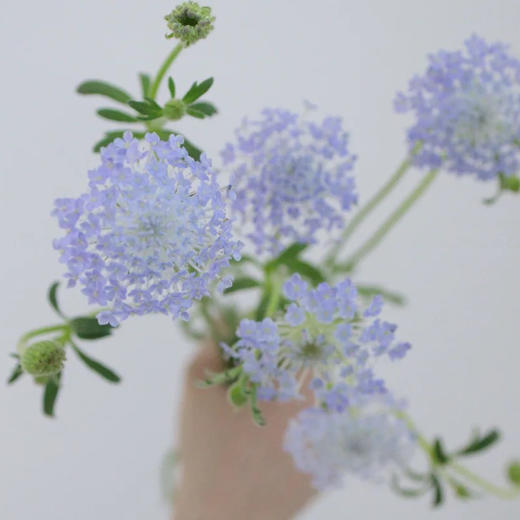 配花-翠珠花-紫色 商品图0