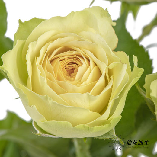 多头玫瑰 | 牛油果 商品图2