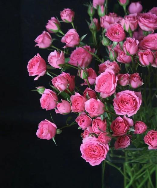 【秒杀福利】南粤推荐 -多头苏菲宝贝 10枝 商品图3