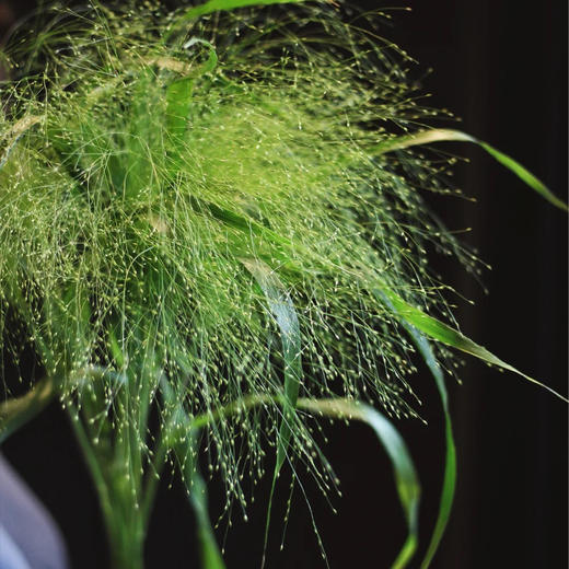 配叶-喷泉草 商品图1