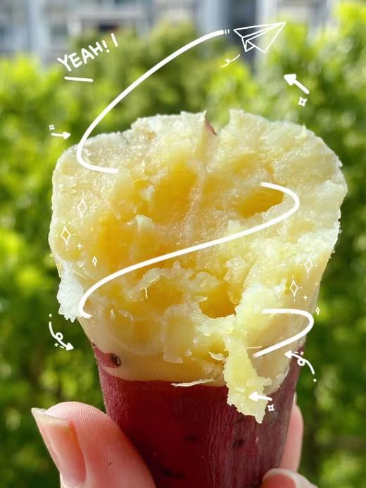 倍浓安纳芋地瓜日本品种约455斤箱极粉糯极细腻集美貌和美味于一身