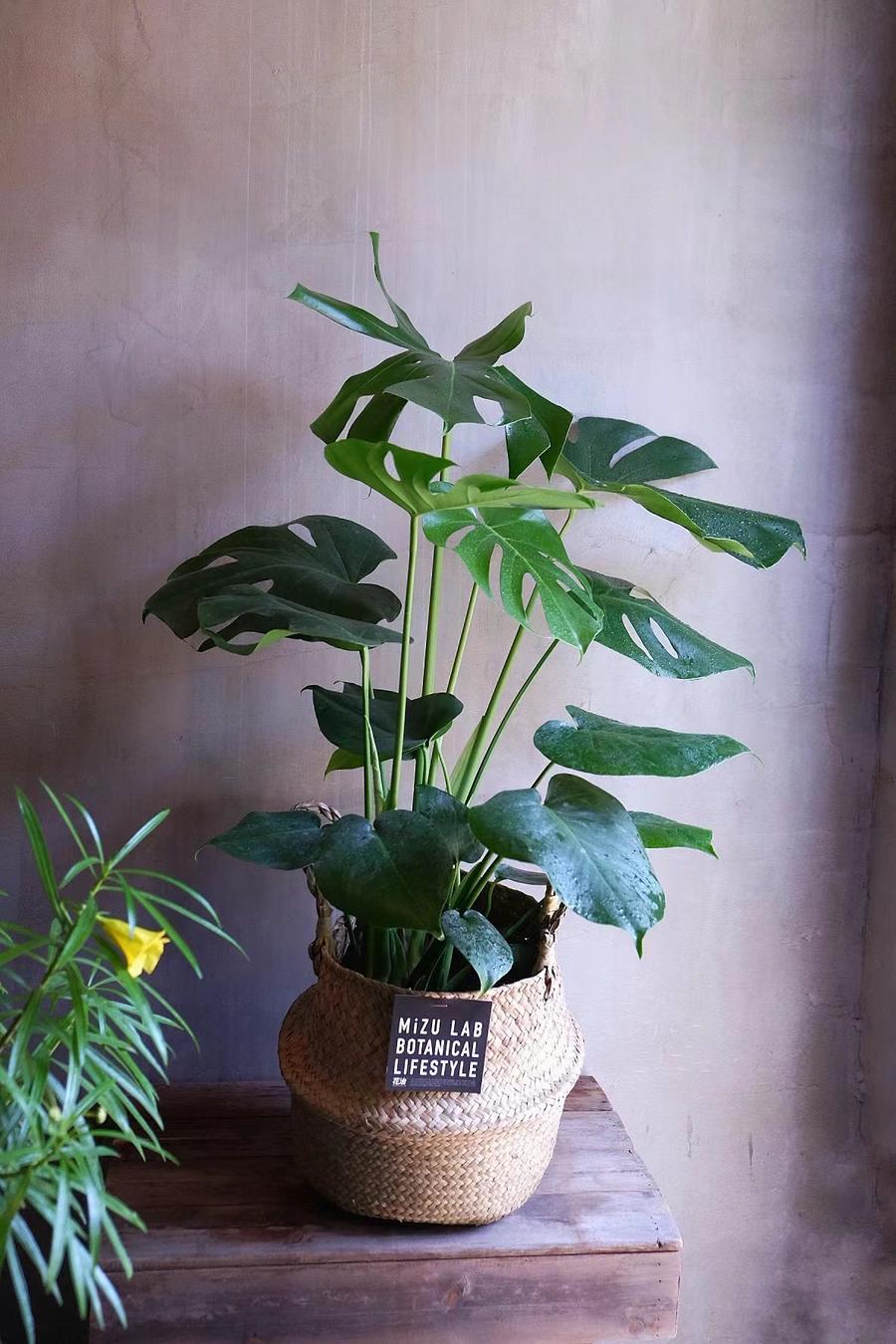 ins风网红龟背竹