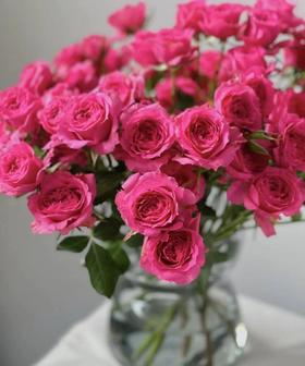 【秒杀福利】南粤推荐 -多头苏菲宝贝 10枝