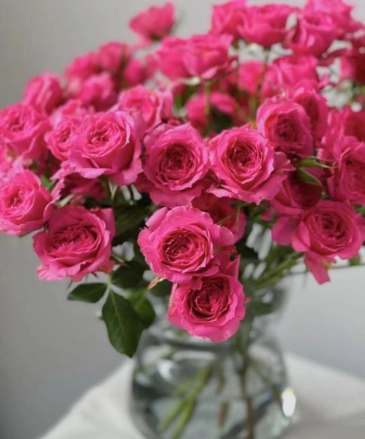 【秒杀福利】南粤推荐 -多头苏菲宝贝 10枝 商品图0