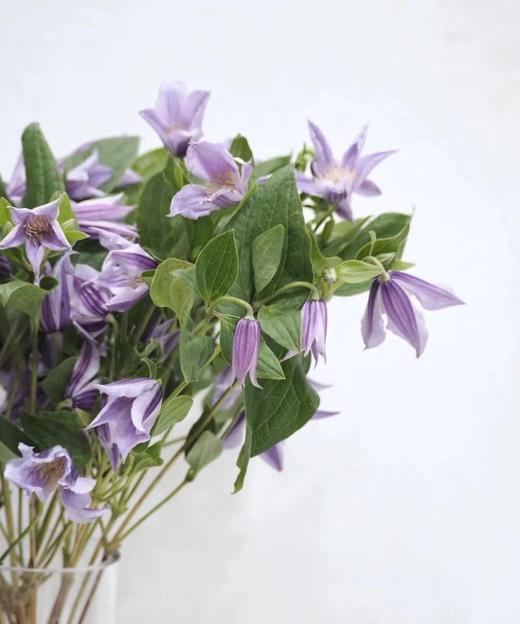 【星河】进口铁线莲  紫色  5枝/扎 商品图6