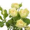 多头玫瑰 | 牛油果 商品缩略图1