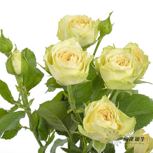 多头玫瑰 | 牛油果 商品图1