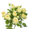 多头玫瑰 | 牛油果 商品缩略图0
