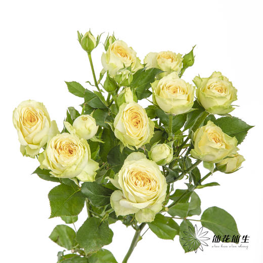 多头玫瑰 | 牛油果 商品图0